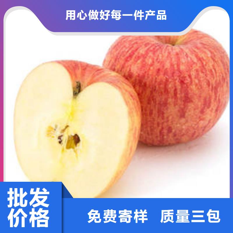 红富士苹果苹果种植基地专业生产团队当地货源