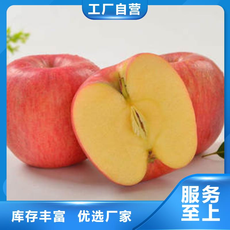 红富士苹果苹果种植基地老品牌厂家本地生产商