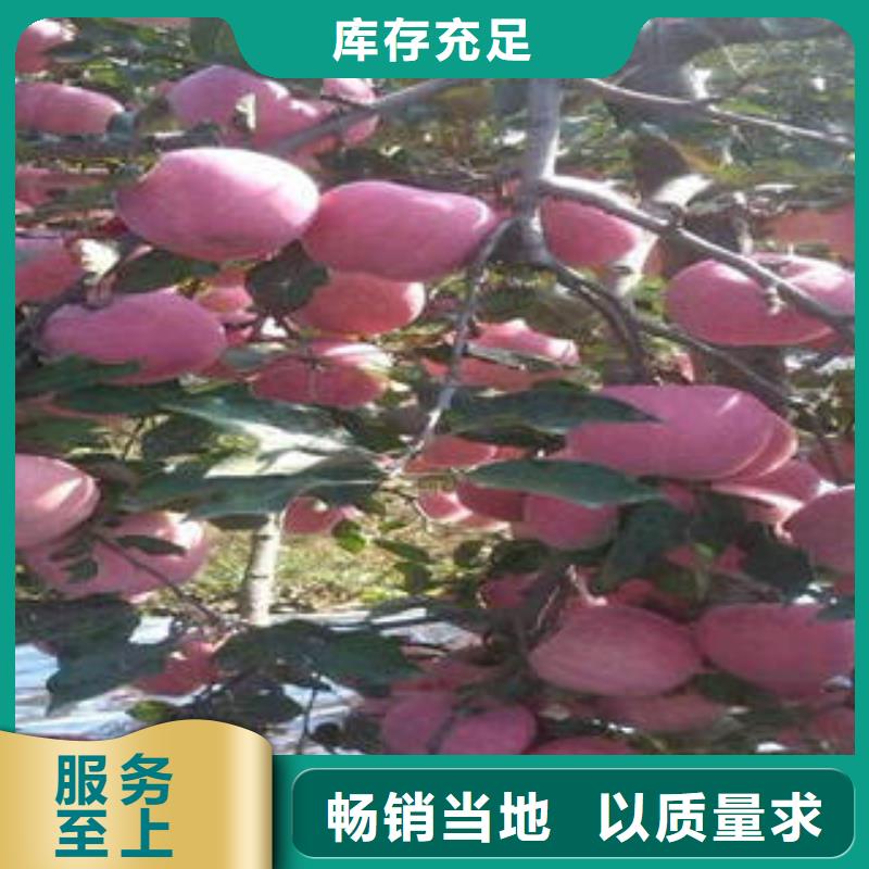 红富士苹果苹果批发大品牌值得信赖当地服务商