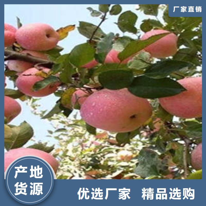 红富士苹果红富士苹果批发就近发货选择我们选择放心