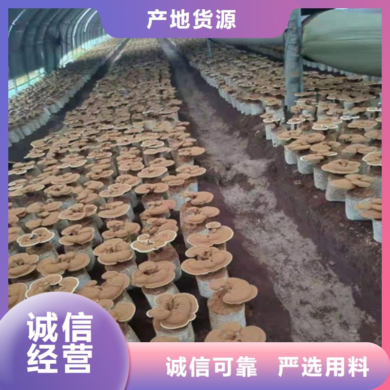 温州
孢子灵芝物美价廉