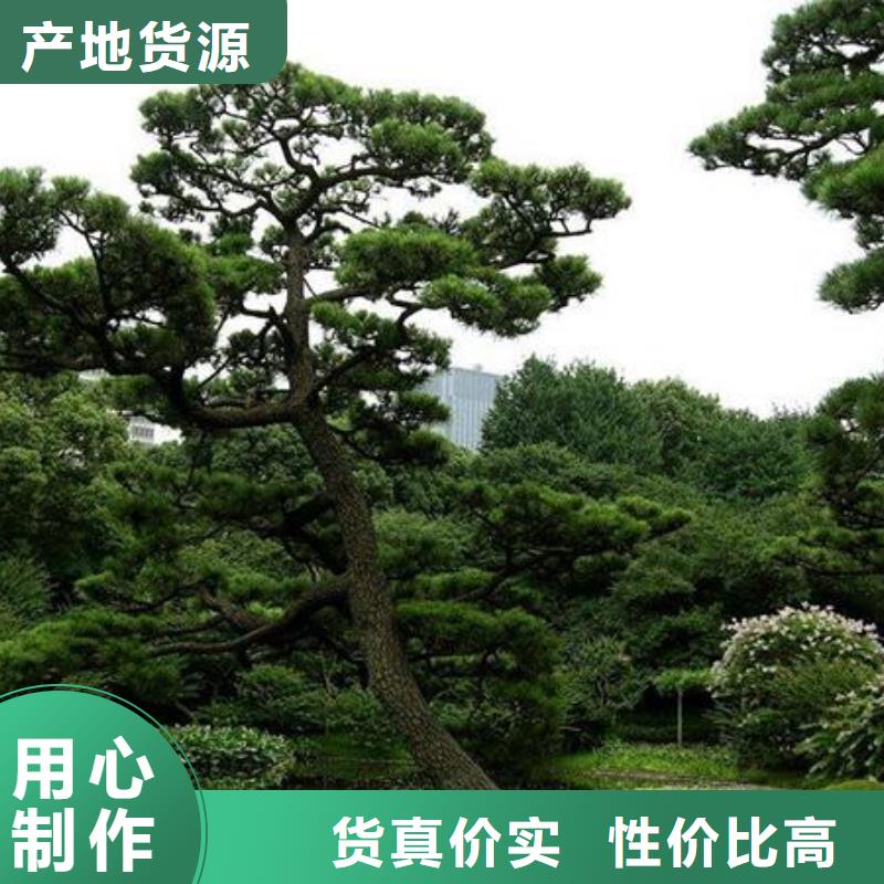 造型松追求品质源厂直销