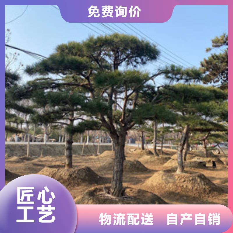 造型松【迎客松】同行低价专注细节更放心