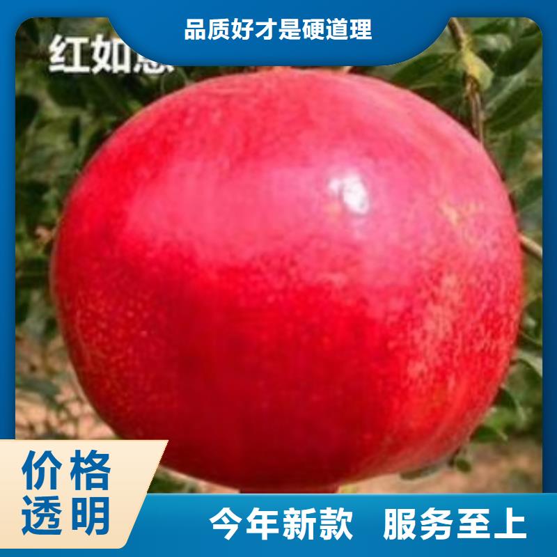 石榴【奶油草莓】多年行业经验工厂自营