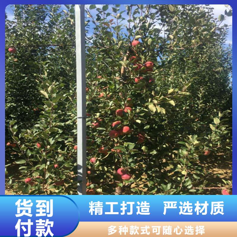 苹果樱桃苗常年出售今年新款