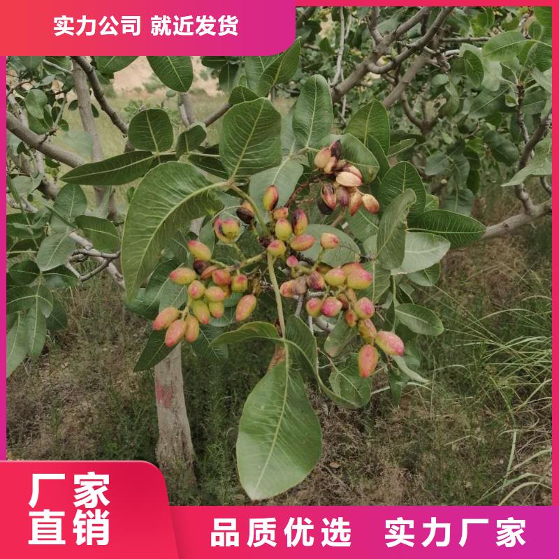 开心果【猕猴桃苗】多家仓库发货本地厂家
