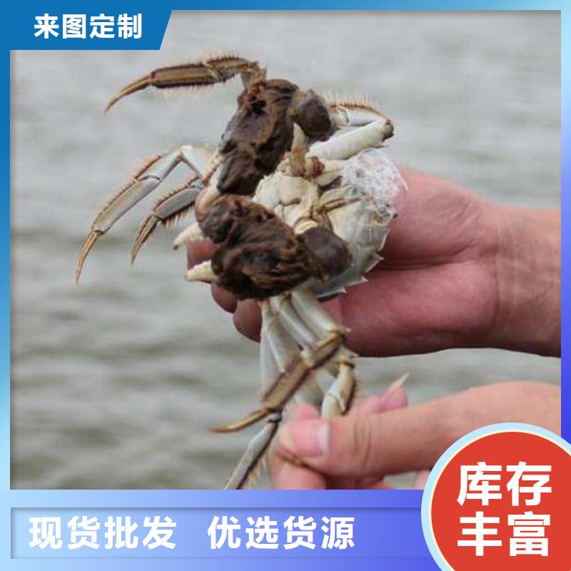 大闸蟹厂家-质量无忧