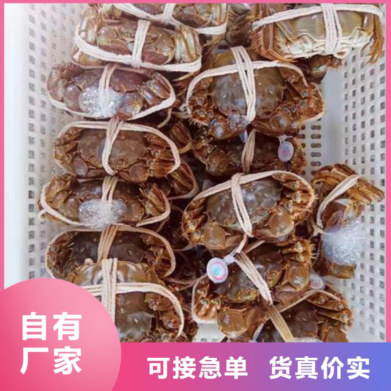 阳澄湖大闸蟹品质稳定大量现货