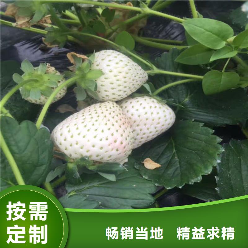 草莓苗【梨树苗】采购源头厂家供应