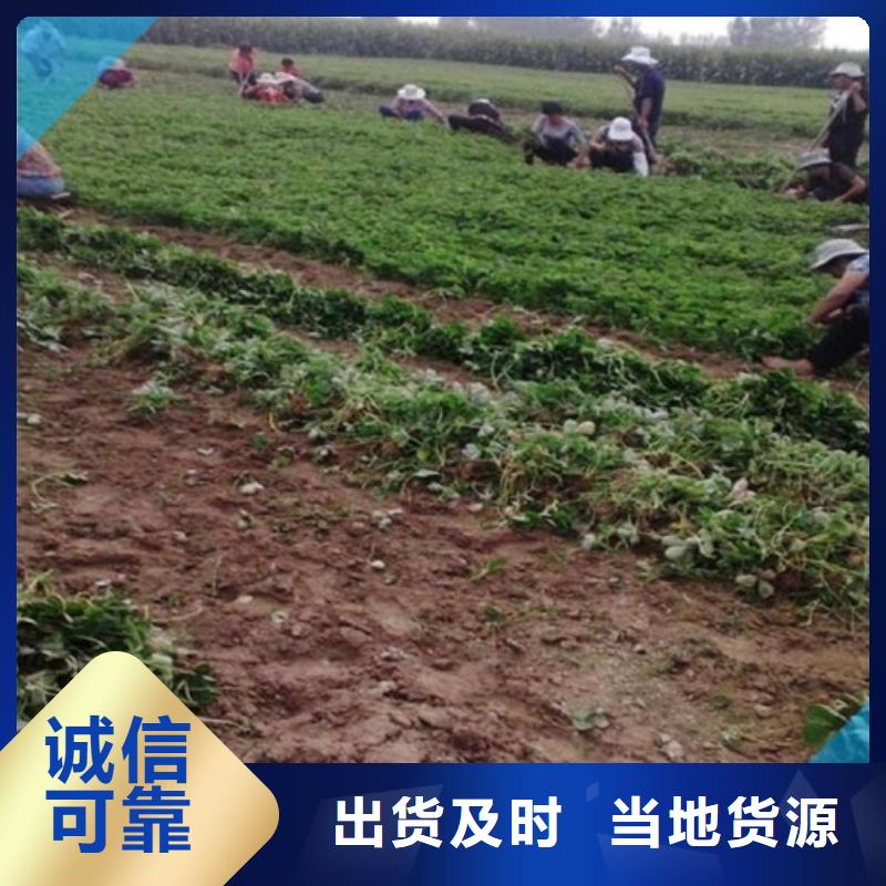 【草莓苗艾琳娜西梅树苗物流配货上门】当地生产厂家