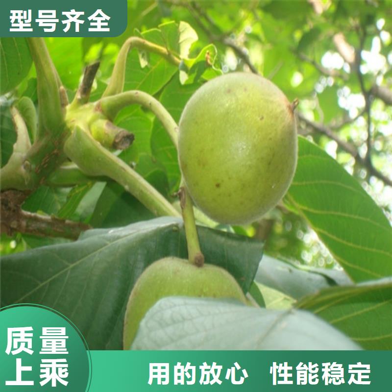 文山市香玲核桃苗多少钱一棵