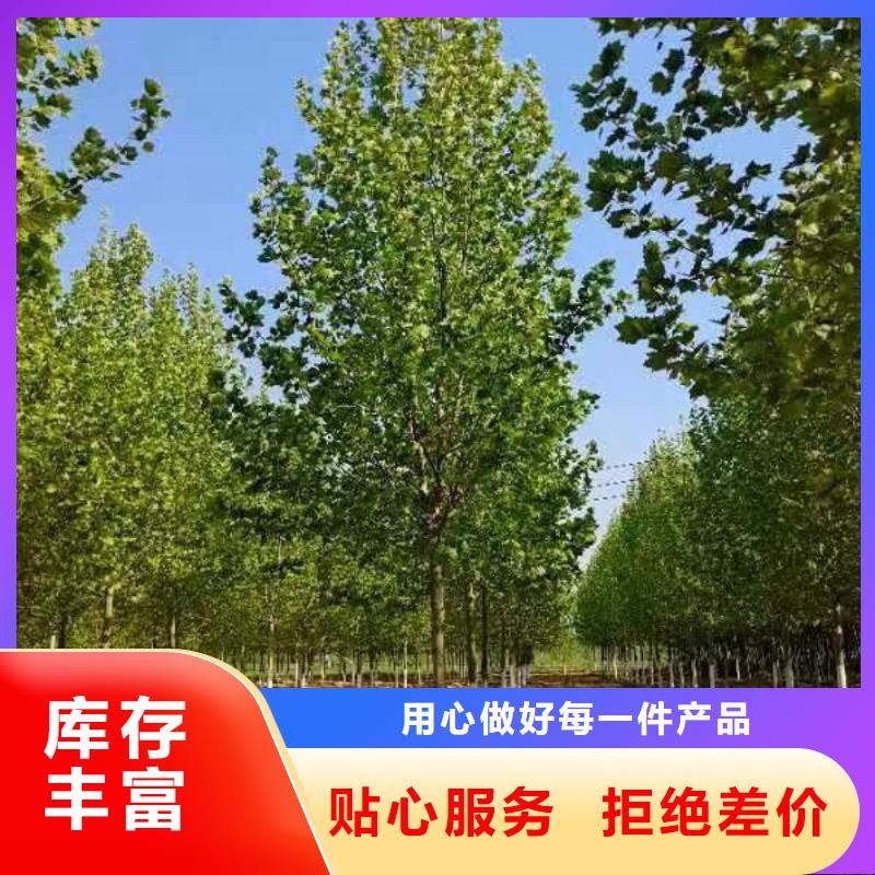 法桐种植基地法桐当地供应商