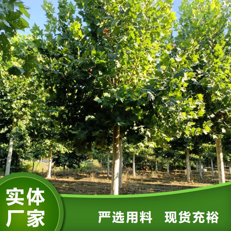 10公分法桐价格货源充足法桐厂家技术完善