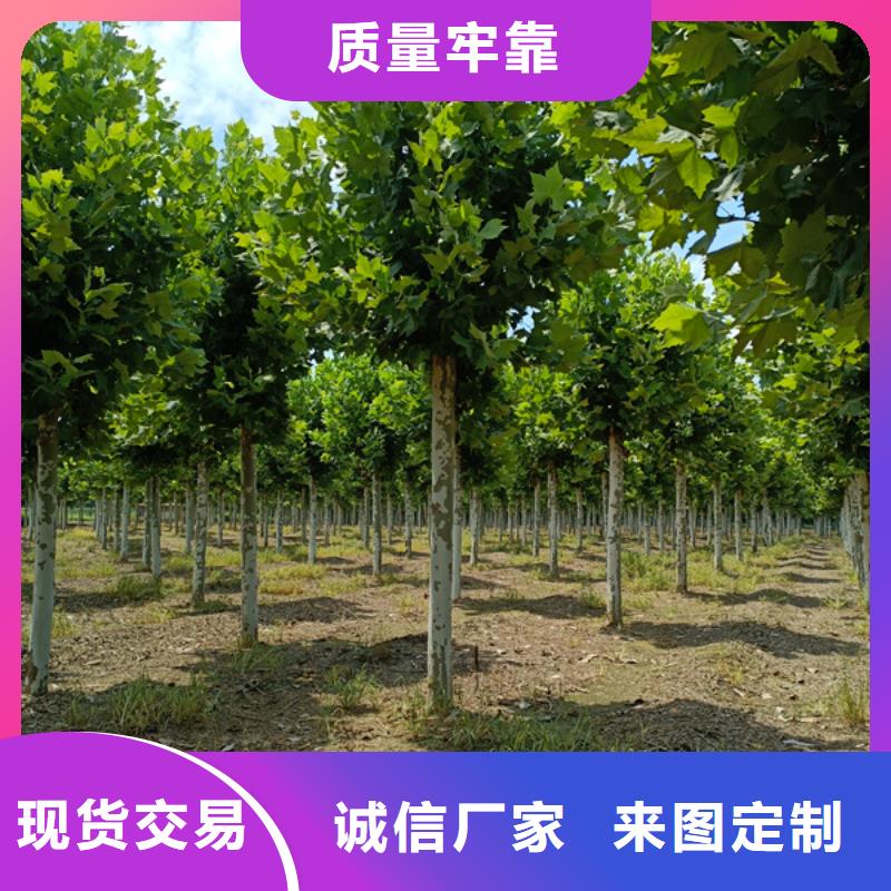 迪庆库存充足的法桐 造型法桐 速生法桐 法桐小苗 销售厂家