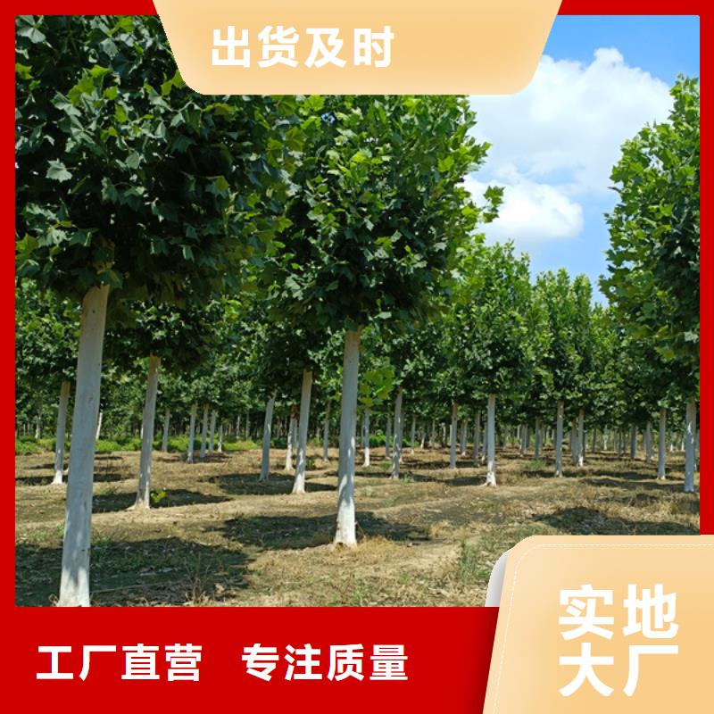 造型法桐质量放心法桐价格地道