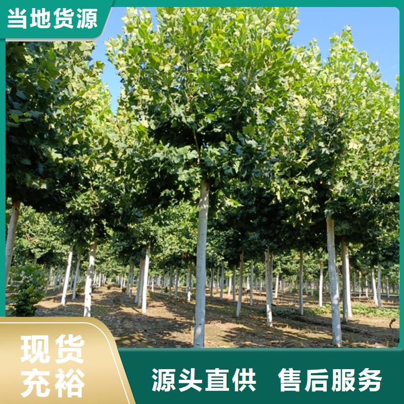 速生法桐种植基地法桐当地货源