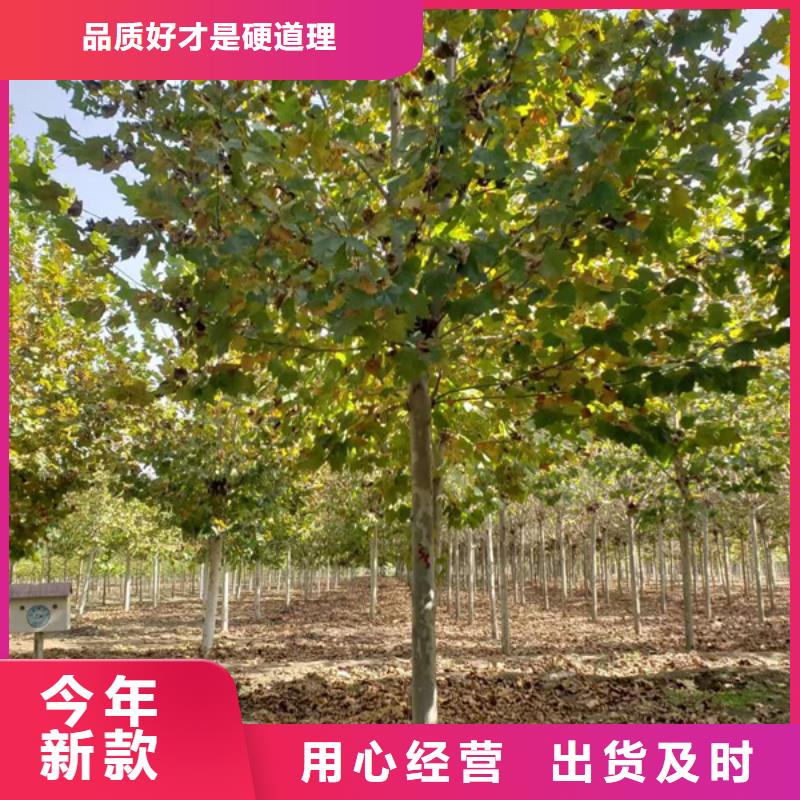 15公分法桐价格种植基地法桐当地生产商