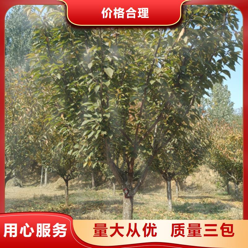 法桐小苗-法桐小苗价格实惠同城制造商