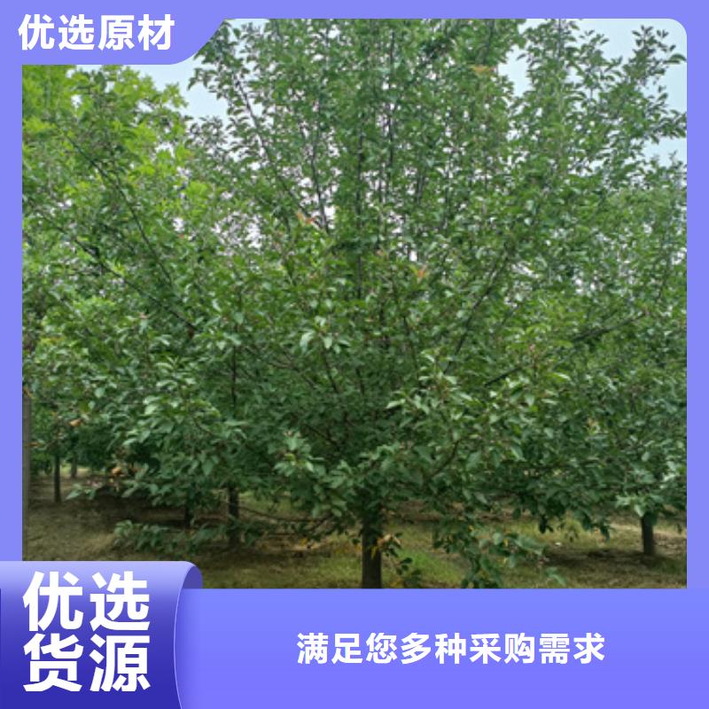 订购大连造型法桐