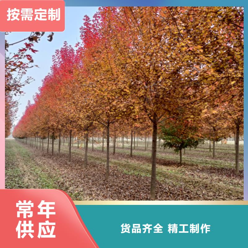 连云港法桐行情放心购买绿化乔木