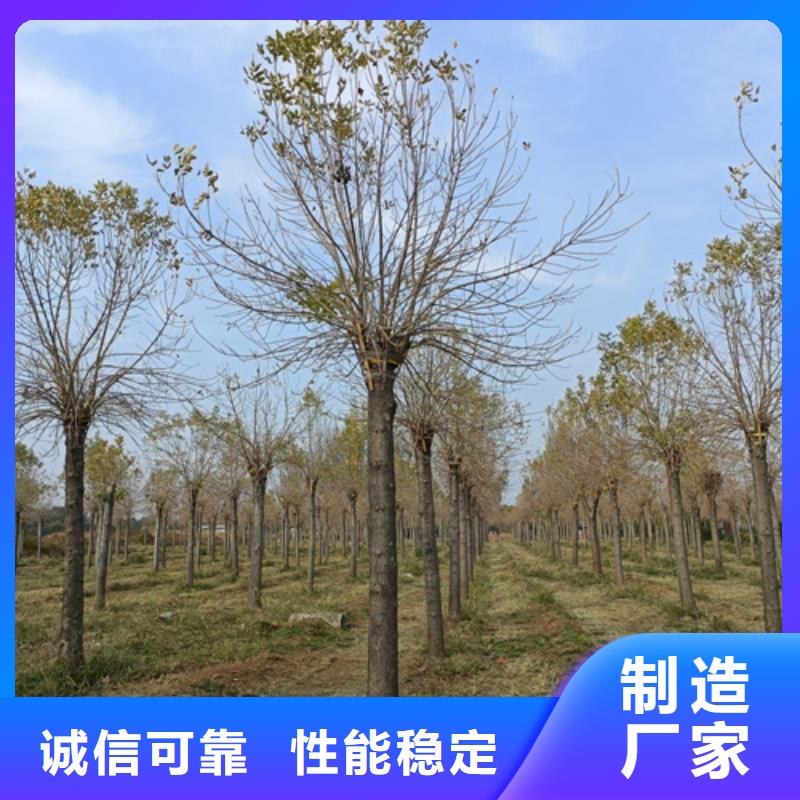 防城港优惠的速生法桐