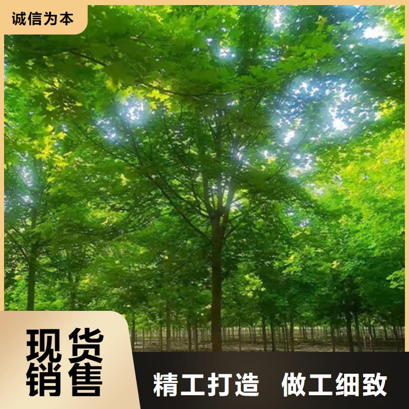 法桐货源充足绿化苗木严选材质