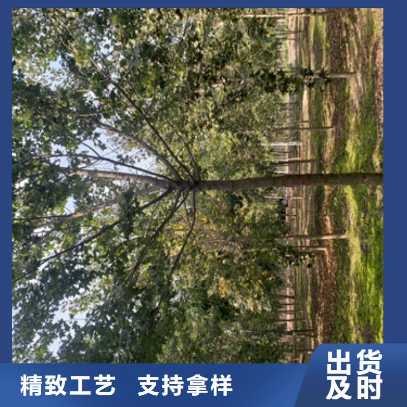 有实力的法桐厂家严选材质