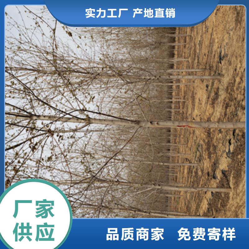 优惠的法桐行情正规厂家行业优选