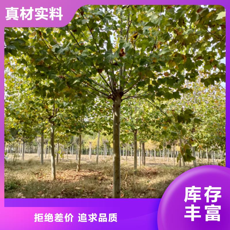 甘孜速生法桐厂家,基地
