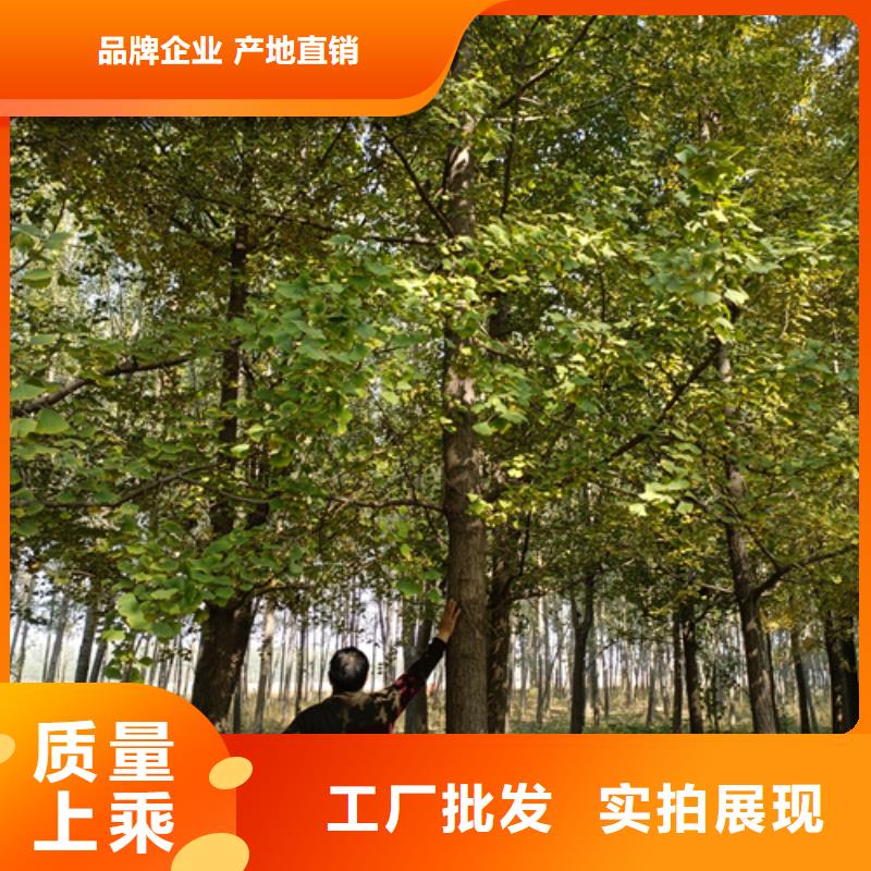 澳门法桐小苗材质