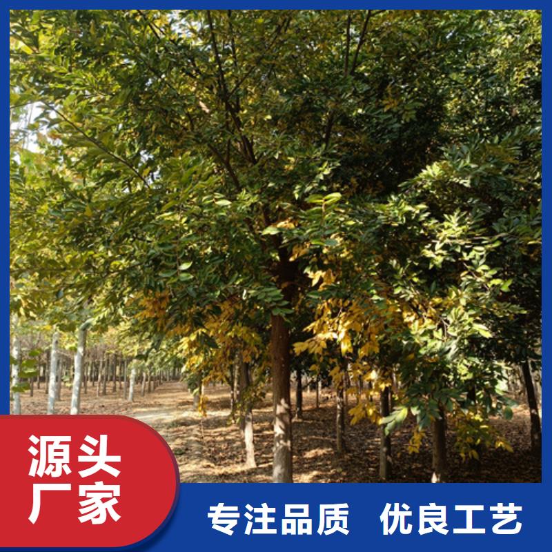 供应连云港造型法桐