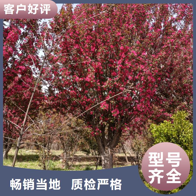 供应连云港造型法桐