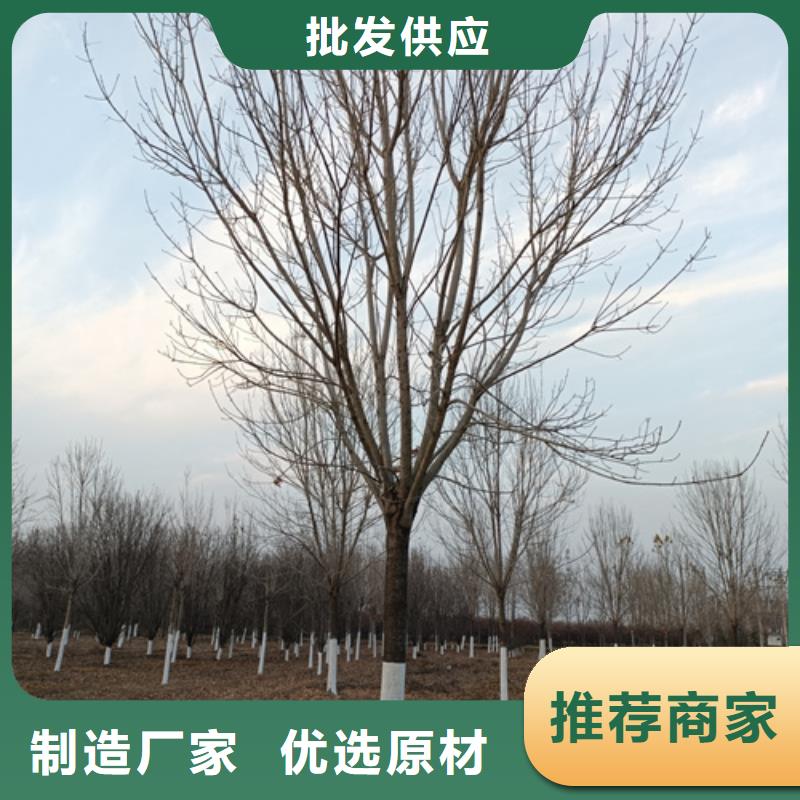 订购大连造型法桐