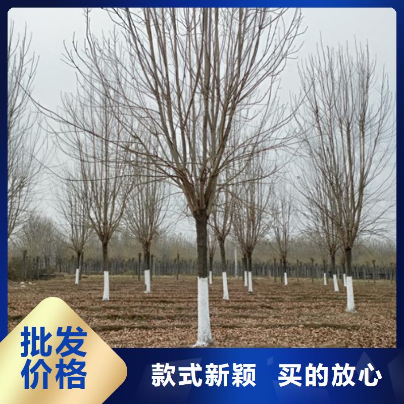 批发法桐小苗的供货商同城品牌