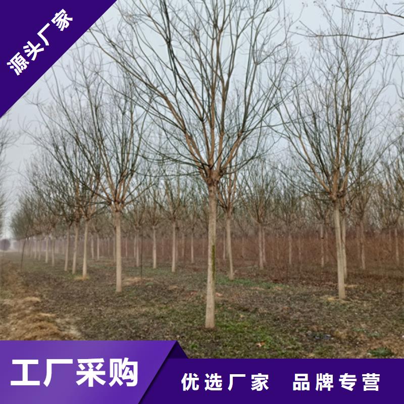批发法桐_优质厂家同城厂家