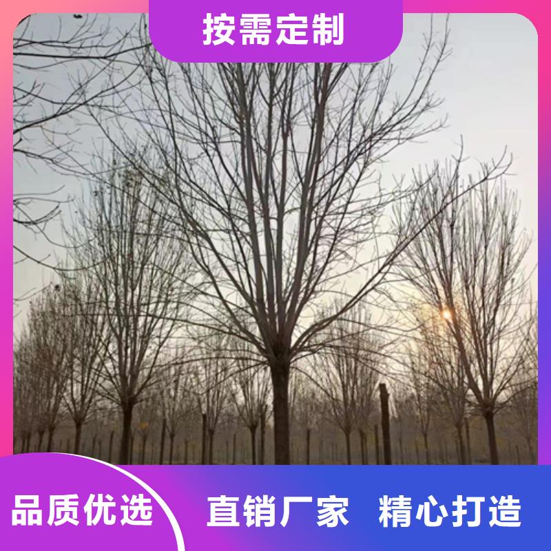 法桐小苗使用无忧同城公司