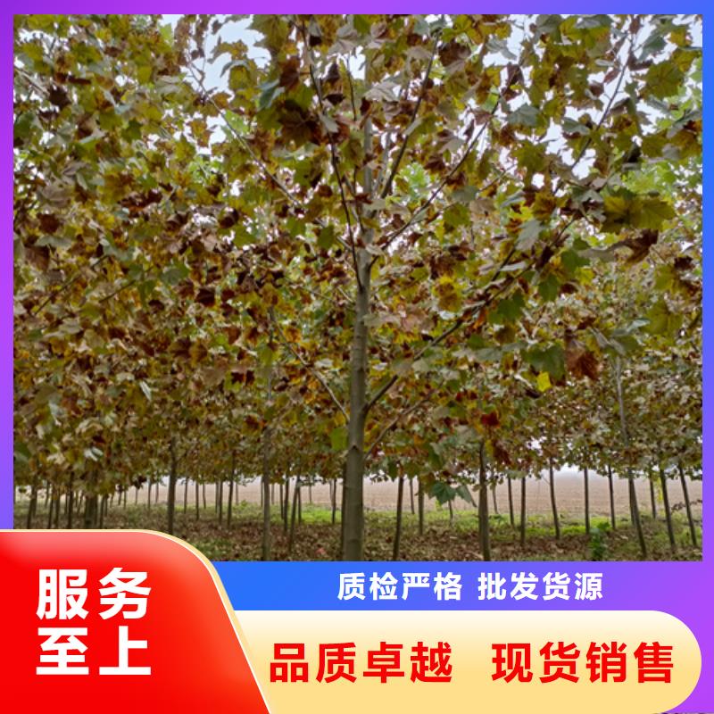 连云港法桐行情放心购买绿化乔木