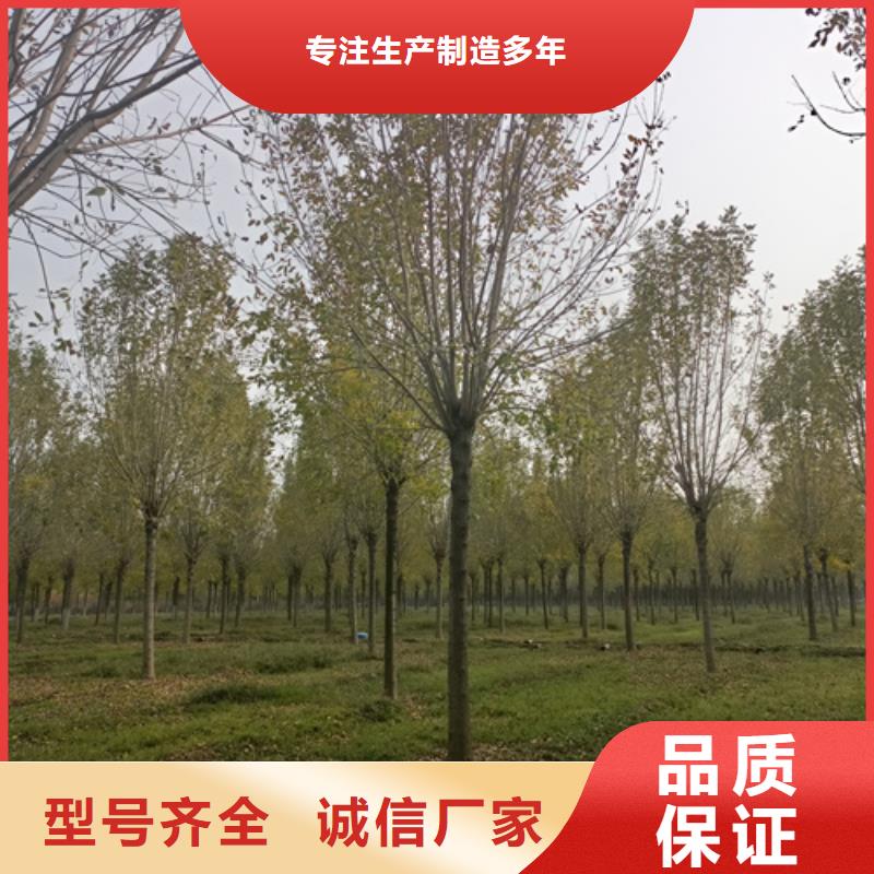 造型法桐库存量充足同城服务商