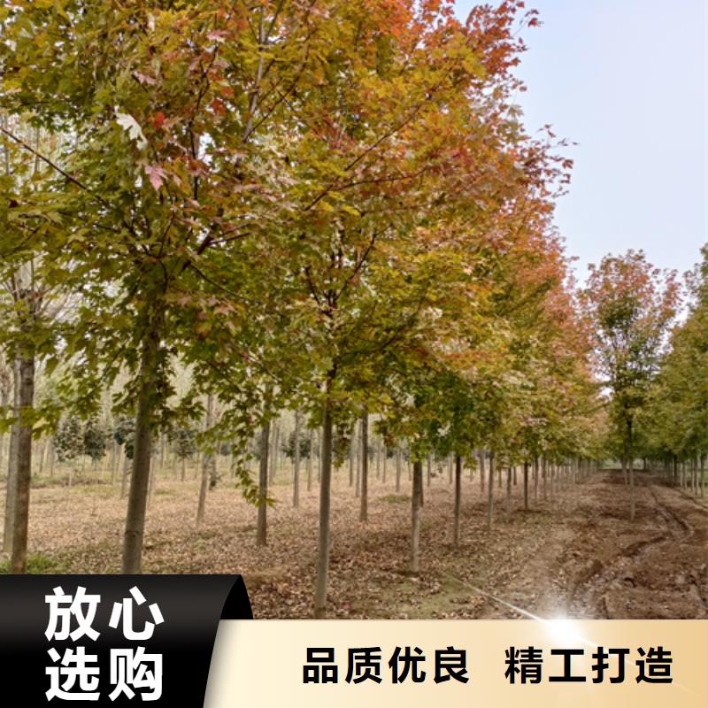 买武威法桐行情必看-来电咨询