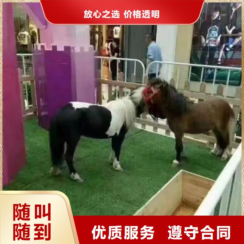 马戏团/羊驼_【羊驼出租】品质保证实力商家