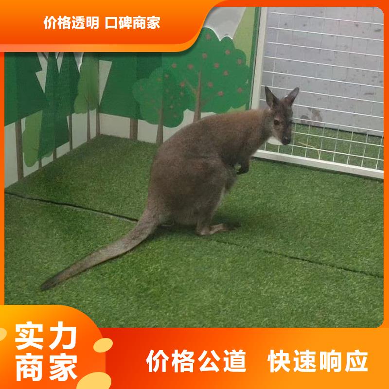 【马戏团/羊驼小马戏表演出租品质保证】技术可靠