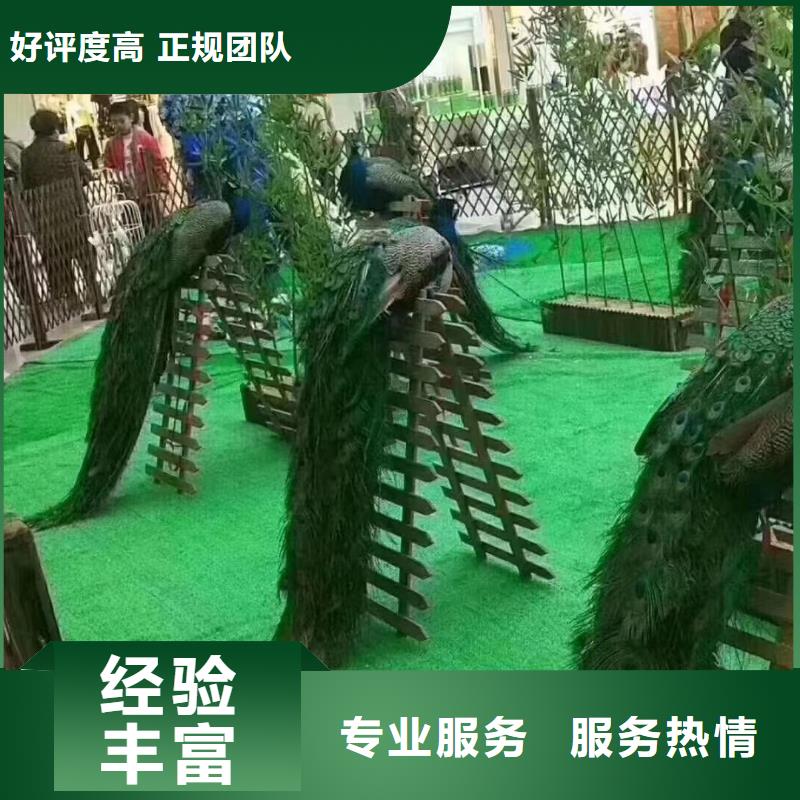 马戏团表演租赁节日活动品质优