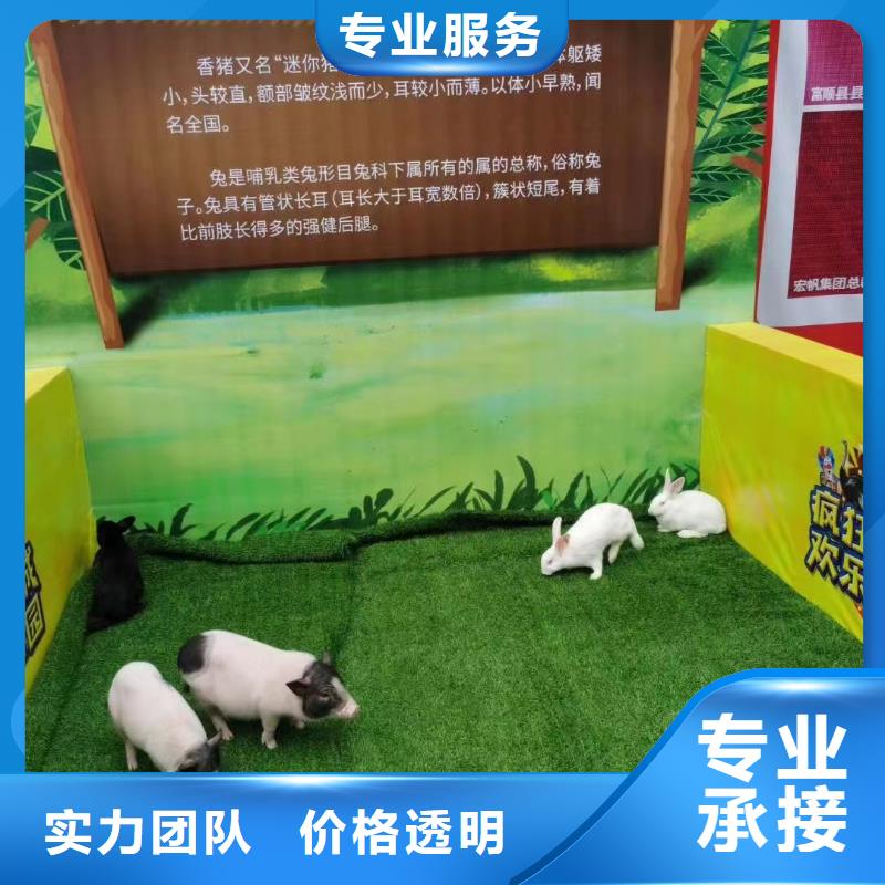 ​羊驼租赁公司电话本地厂家