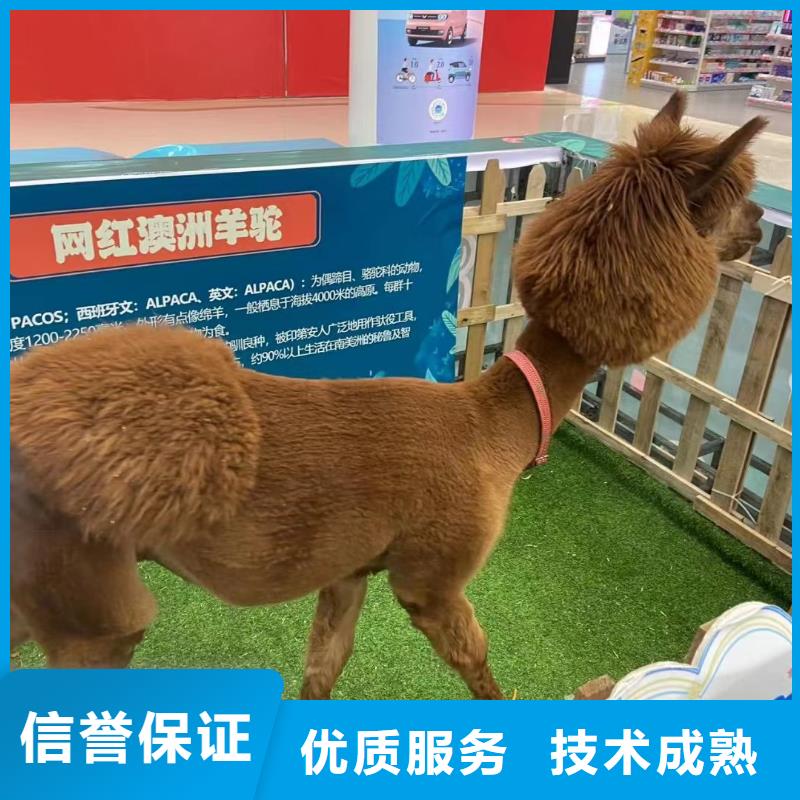 羊驼出租活动案例当地货源