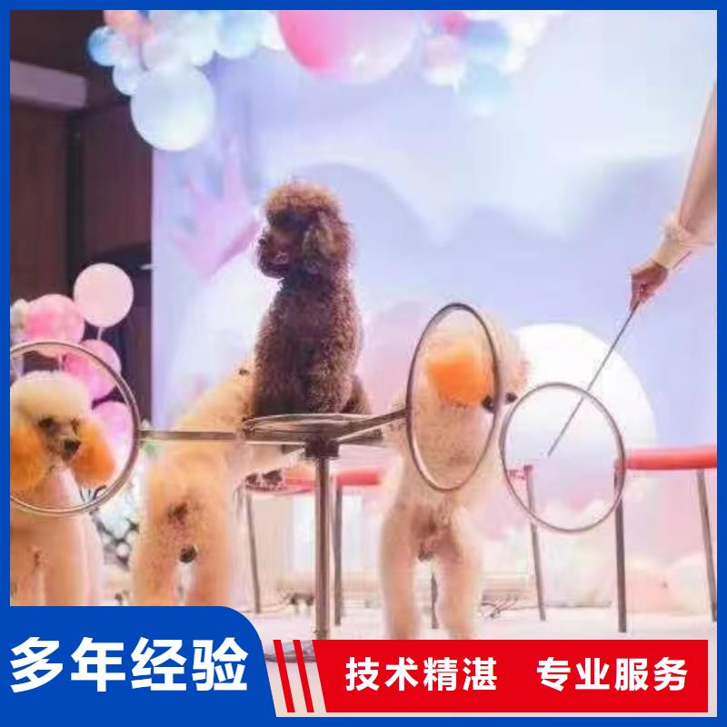 羊驼租赁活动庆典本地服务商