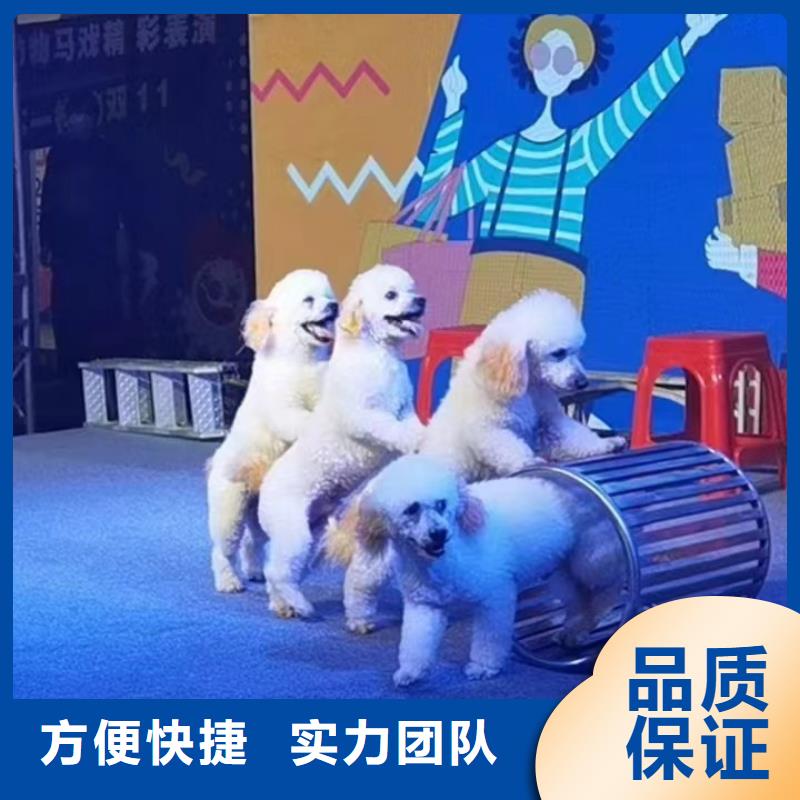 马戏团表演租赁活动庆典效果满意为止