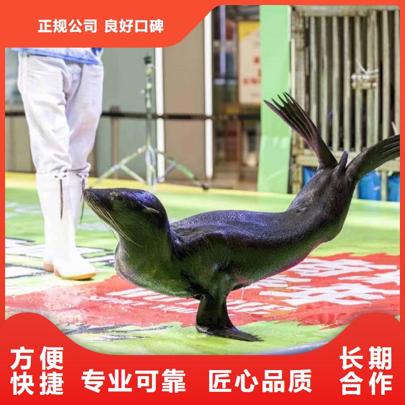 合肥海狮表演免费资源