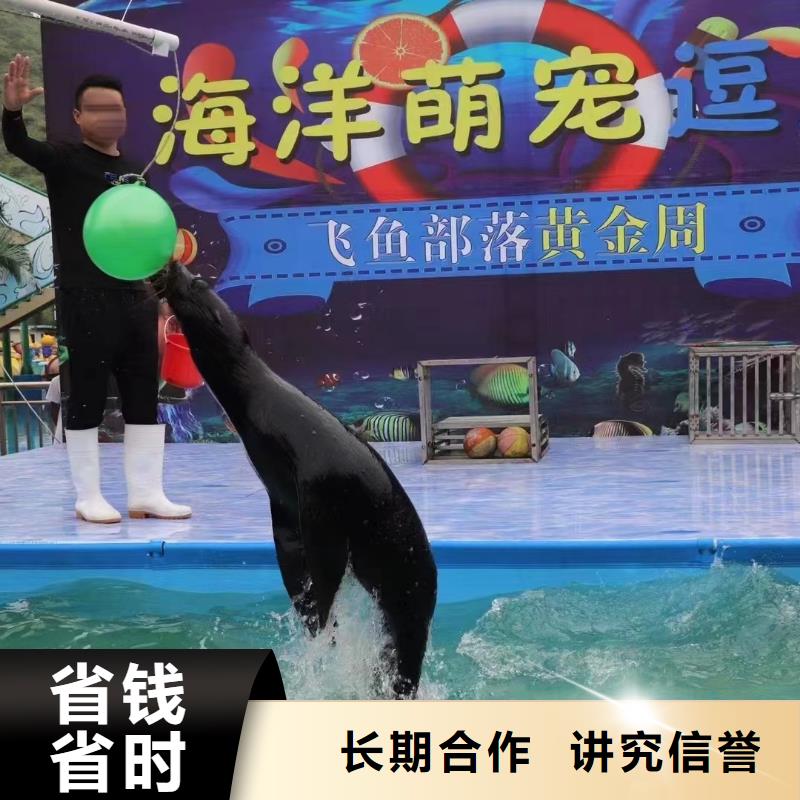 澳门本地海狮表演租赁厂商