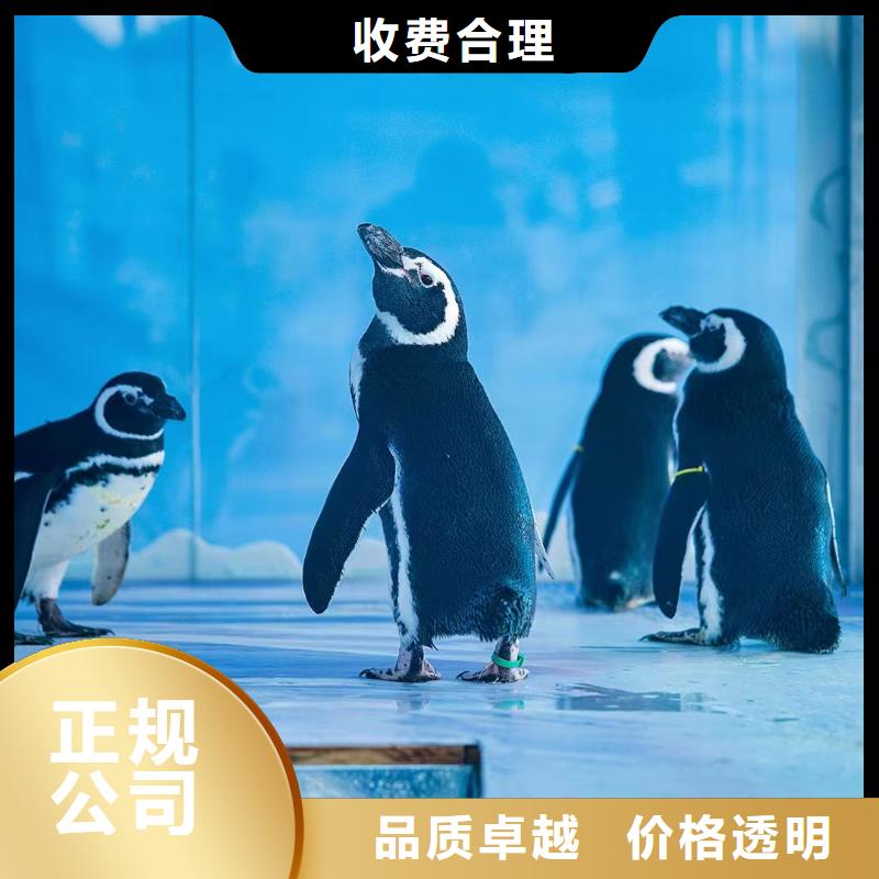 攀枝花美人鱼表演出租