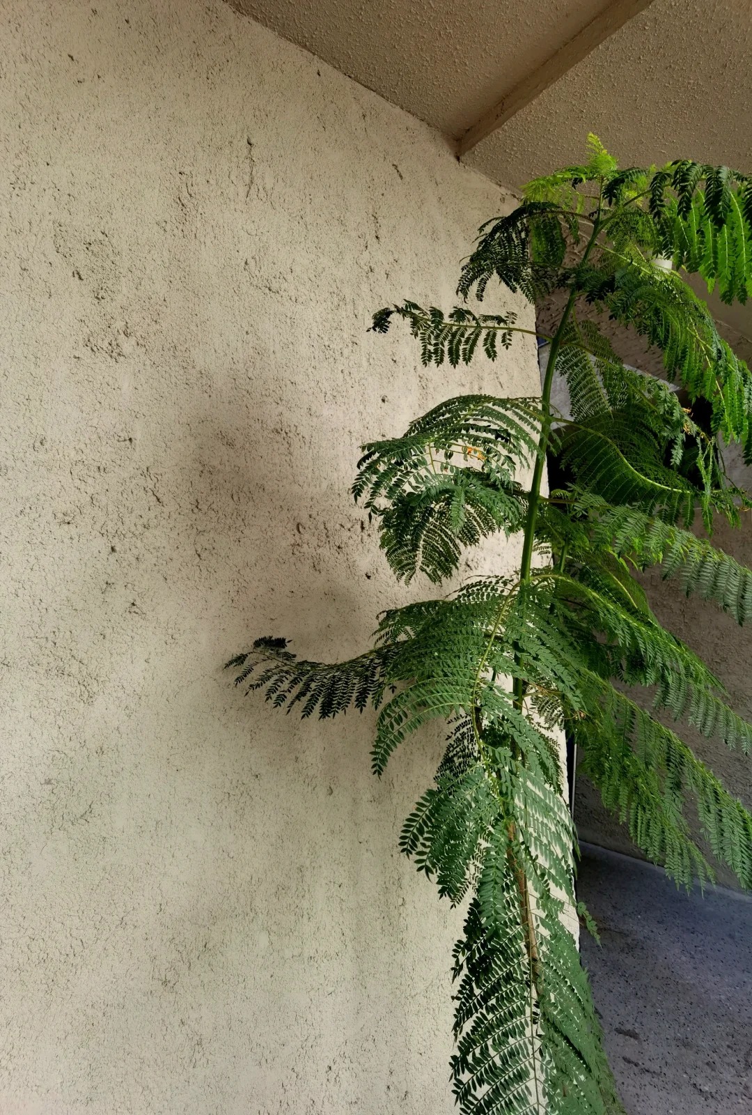 仿夯土墙稻草漆源头厂家，拿货批发价